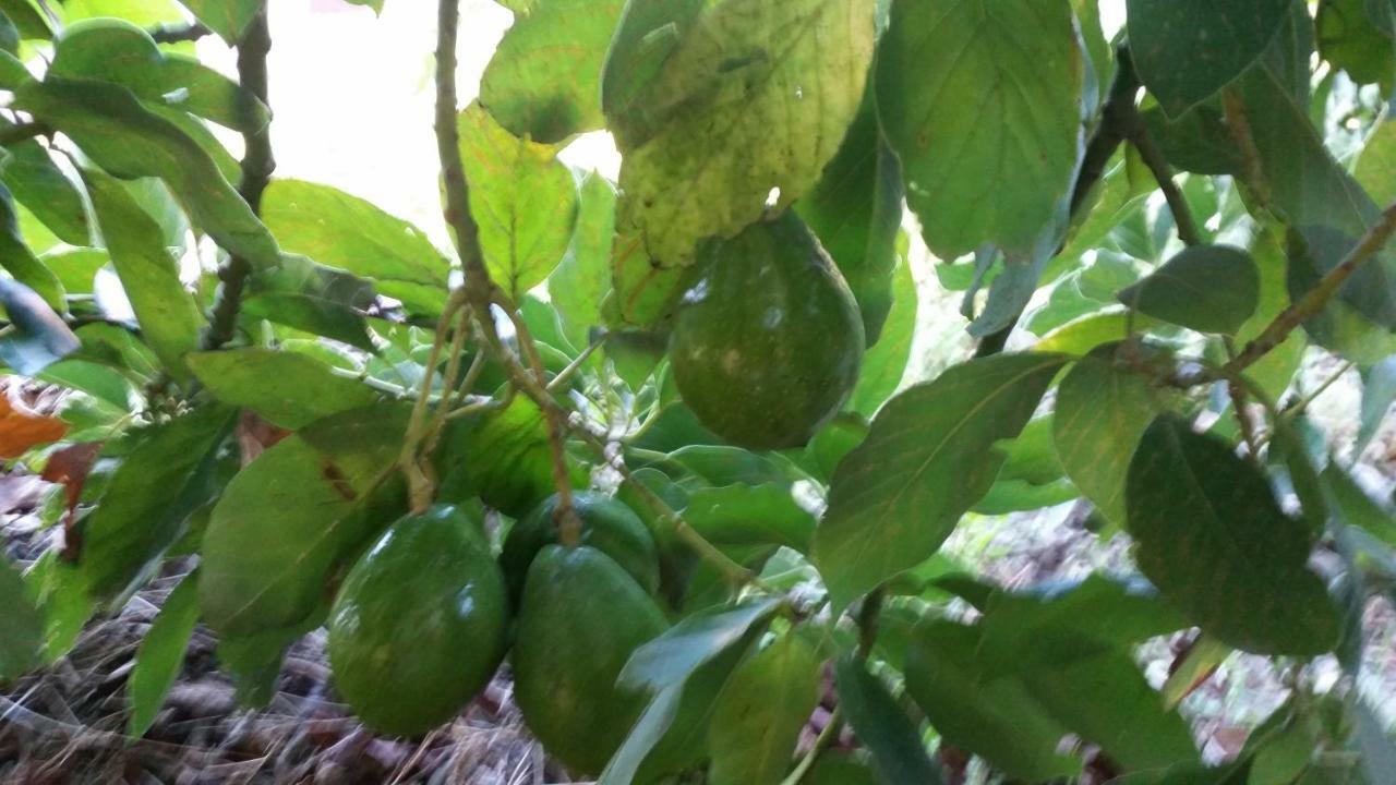 Vv - Casa Clary -Finca Medina Alojera Eksteriør bilde